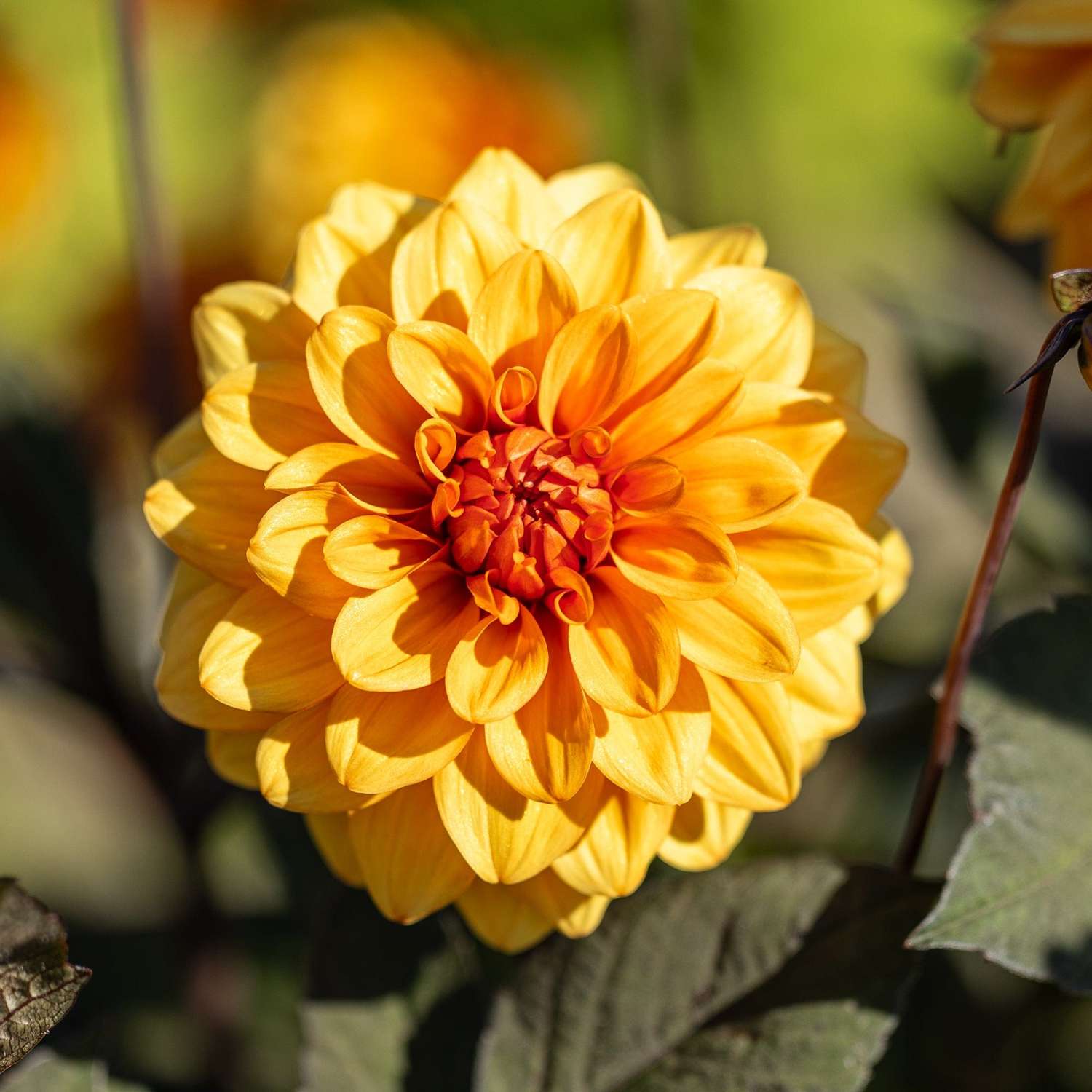 Dahlie 'David Howard'